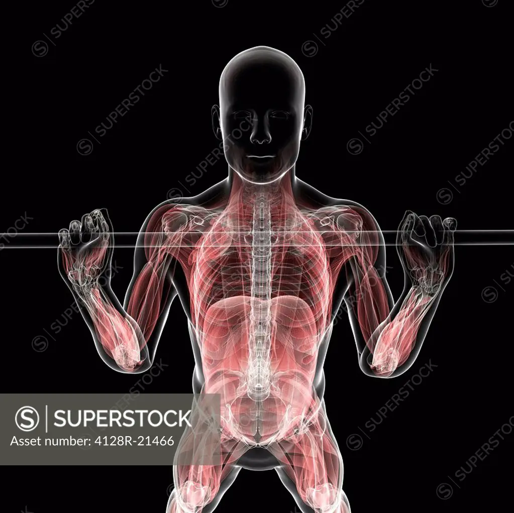 Weightlifter. Computer artwork of a weightlifter with their muscles highlighted.