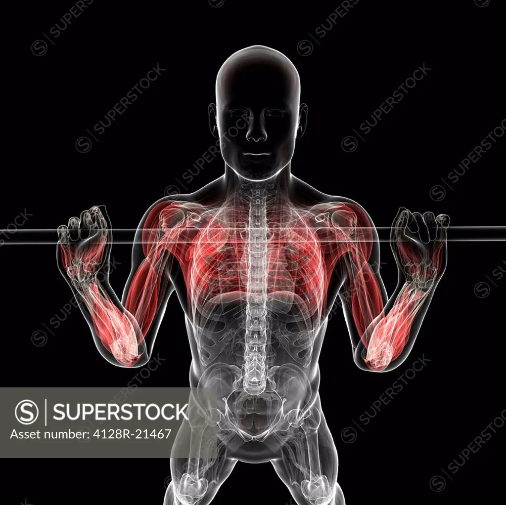 Weightlifter. Computer artwork of a weightlifter with their arm and chest muscles highlighted.