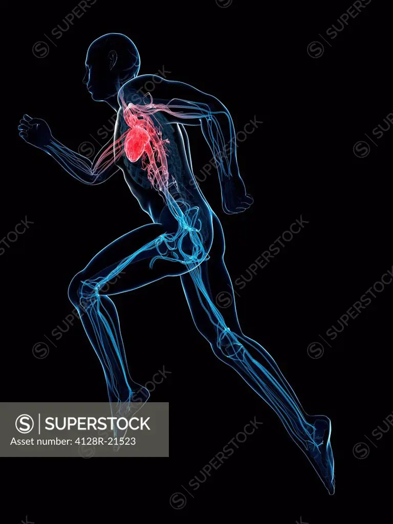 Sprinter. Computer artwork of a printer with their cardiovascular system highlighted.