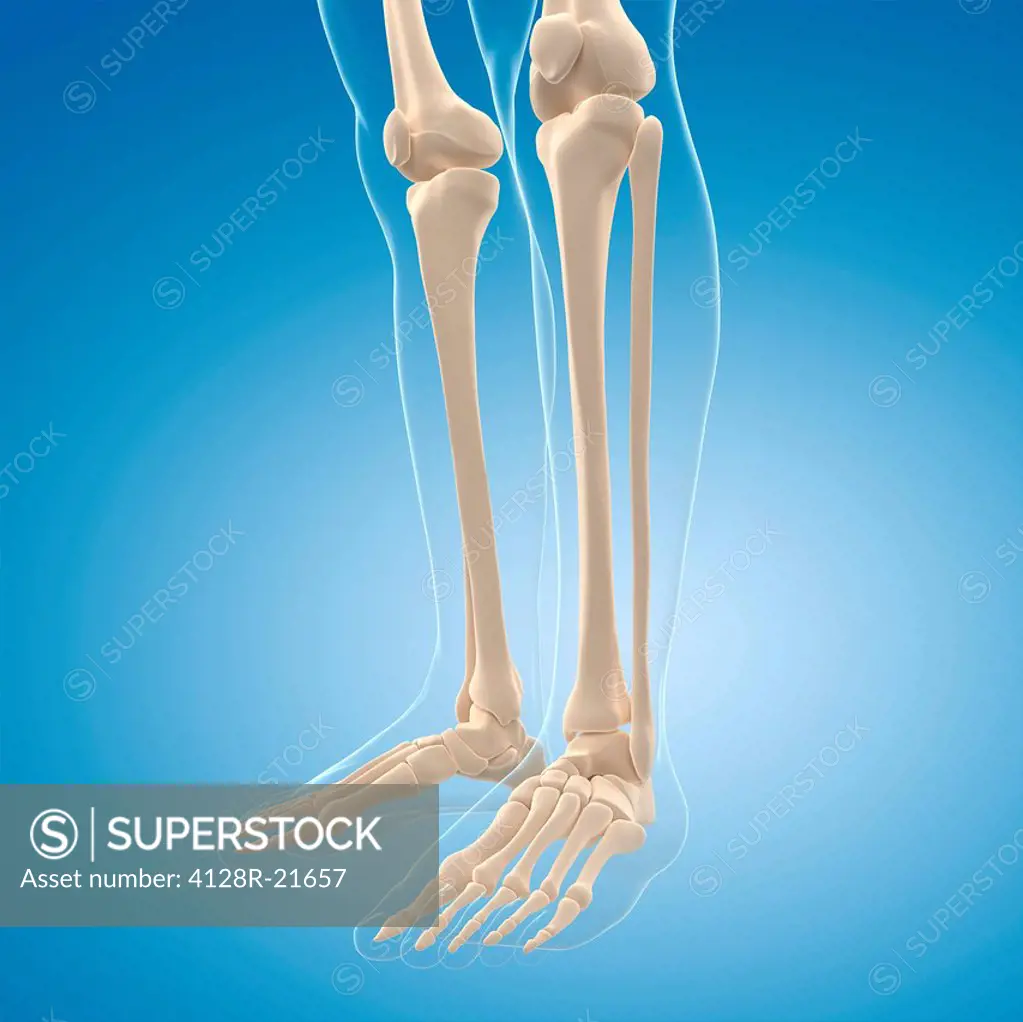 Leg bones, computer artwork.