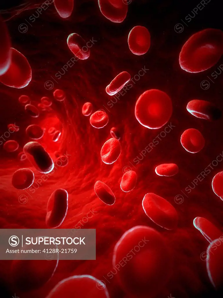 Red blood cells. Computer artwork of red blood cells in a blood vessel.