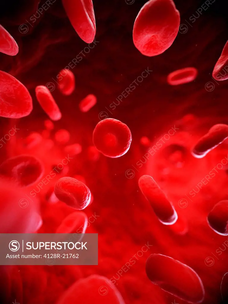 Red blood cells. Computer artwork of red blood cells in a blood vessel.