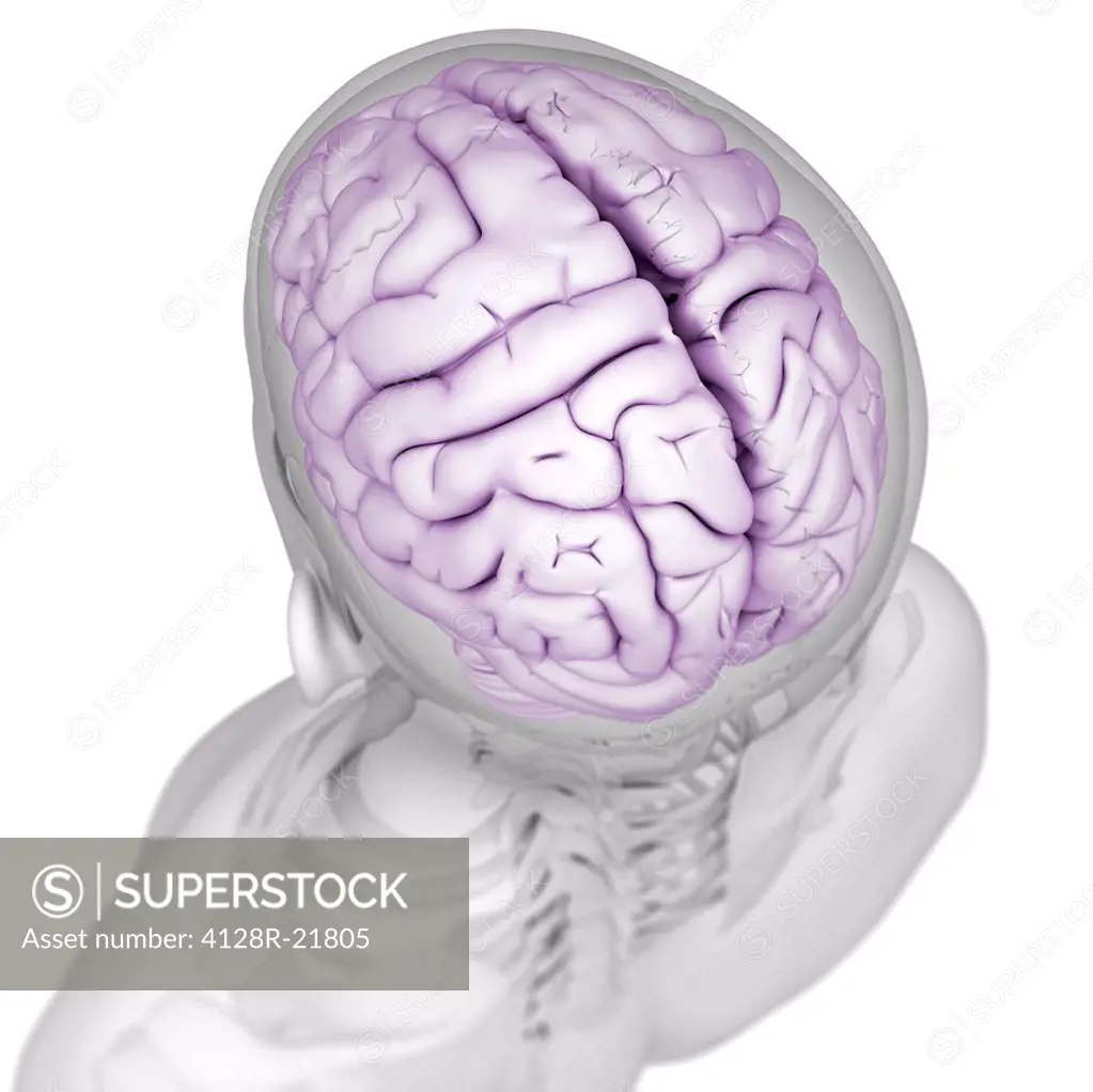 Male brain, computer artwork.