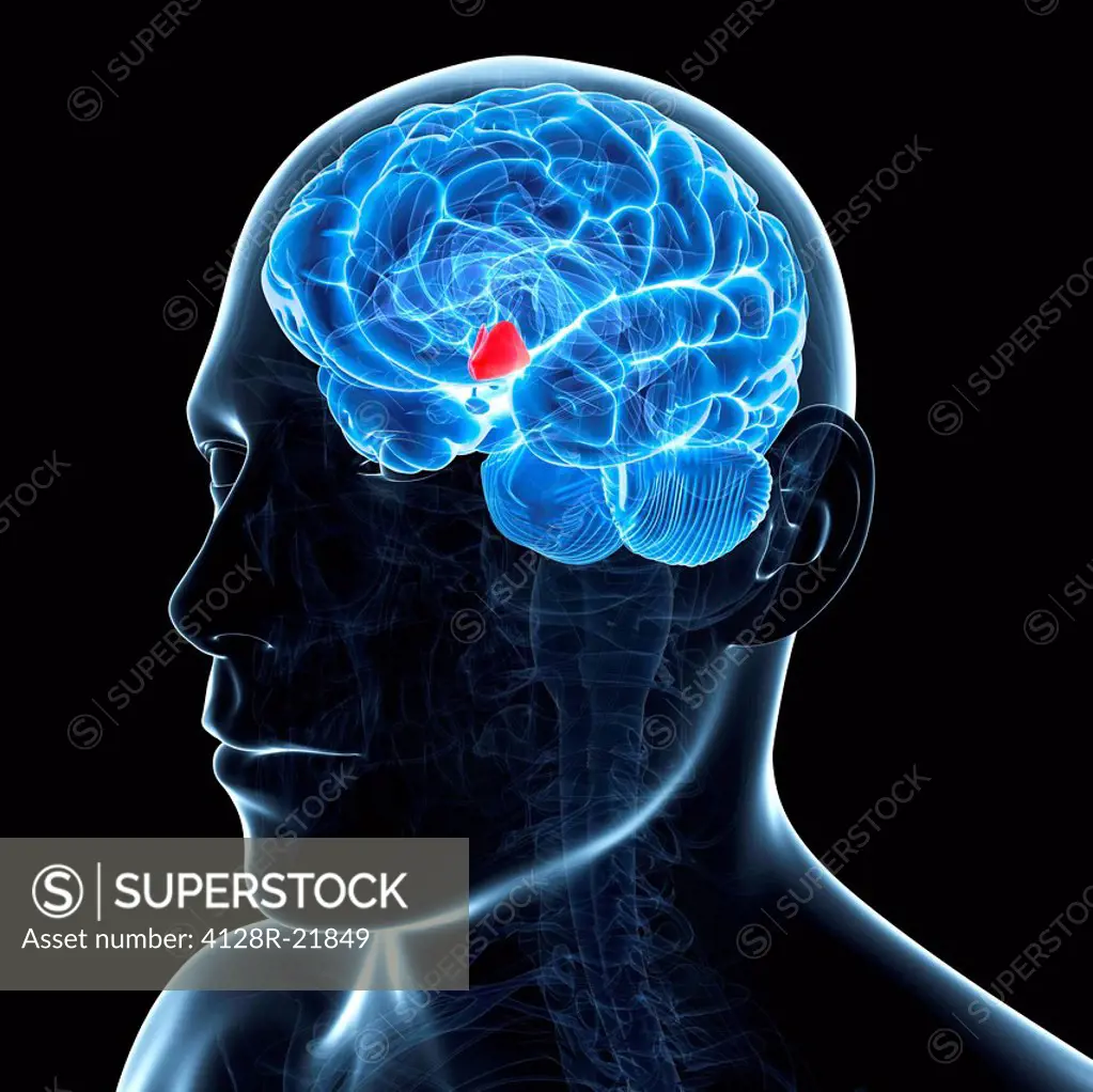 Hypothalamus. Computer artwork of the brain showing the hypothalamus red. The hypothalamus has a number of functions, which include linking the nervou...