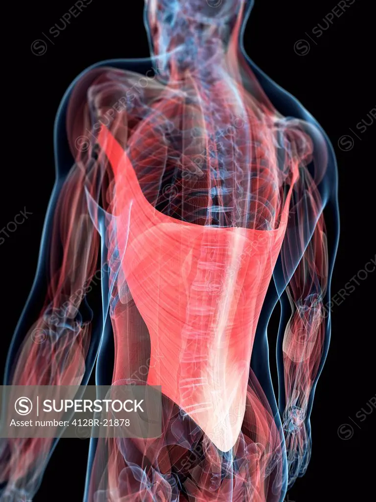 Back muscles. Computer artwork of the latissimus dorsi muscles of the back.