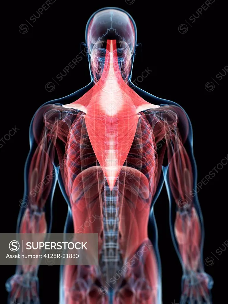 Back muscles. Computer artwork of the trapezius muscles of the back.