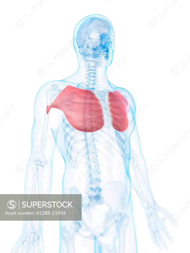 Chest muscles. Computer artwork of the pectoralis major muscles.