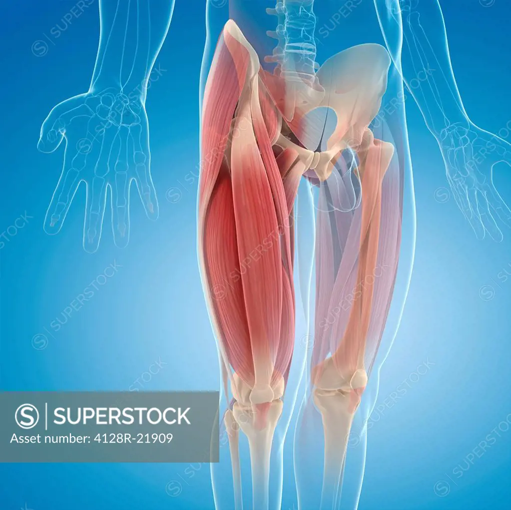 Upper leg muscles, computer artwork.