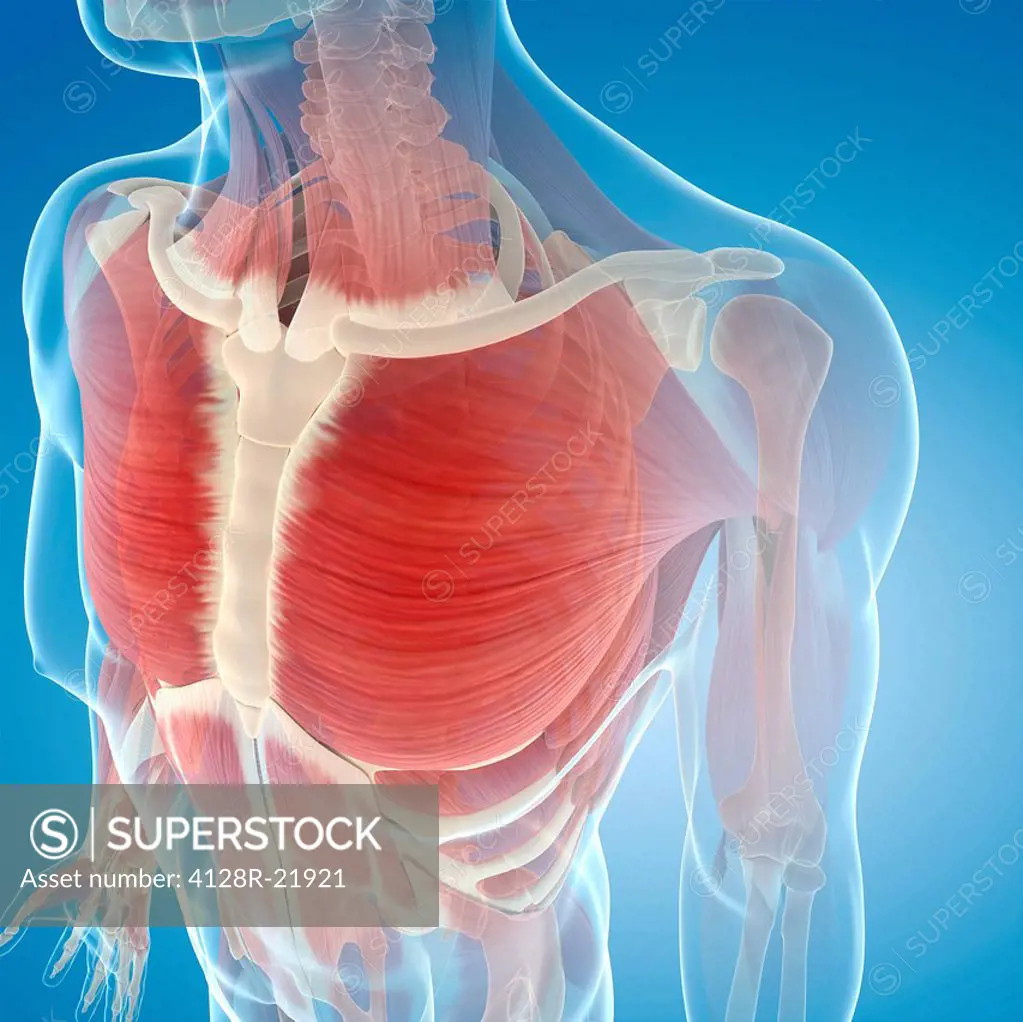 Chest muscles. Computer artwork of the pectoralis major muscles.