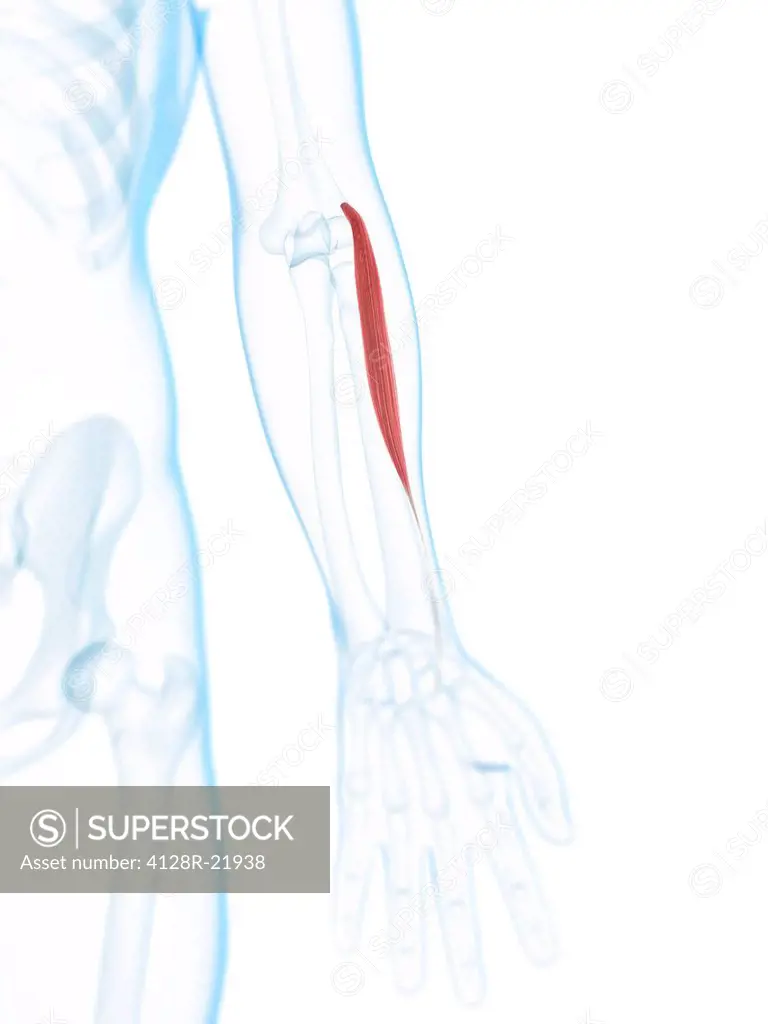 Lower arm muscle. Computer artwork of the extensor carpi radialis longus muscle of the lower arm.