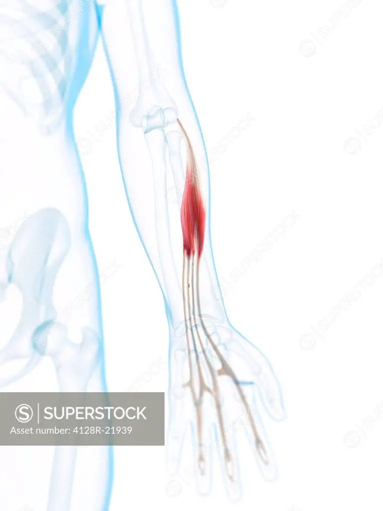 Lower arm muscle. Computer artwork of the extensor digitorum muscle of the lower arm.