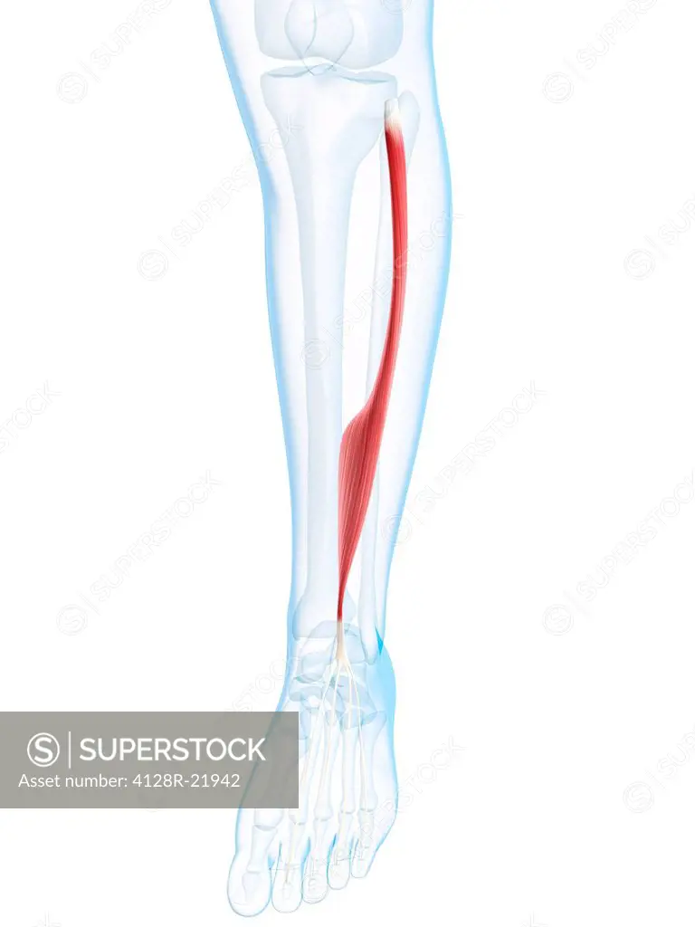 Lower leg muscle. Computer artwork of the extensor digitorum longus muscle of the lower leg.