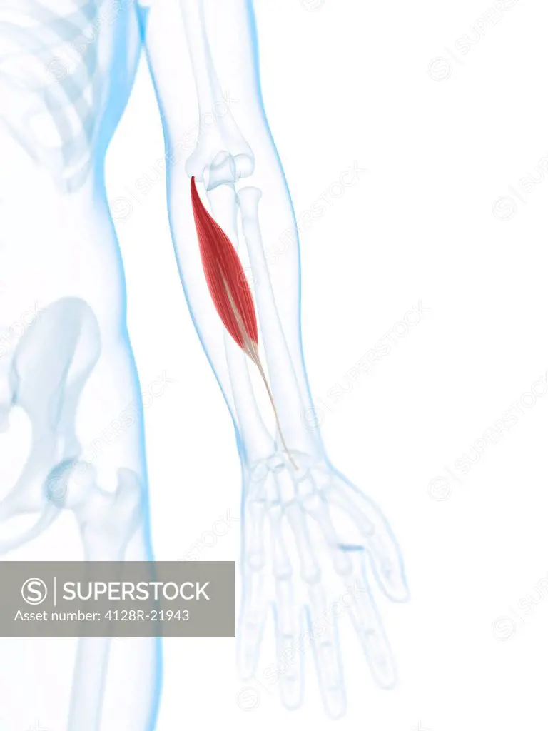 Lower arm muscle. Computer artwork of the flexor carpi radialis muscle of the lower arm.
