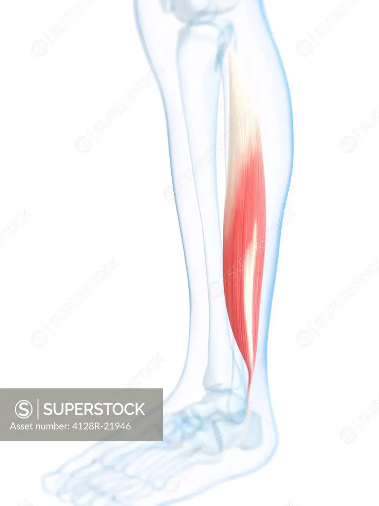 Lower leg muscle. Computer artwork of the fibularis longus muscle of the lower leg.