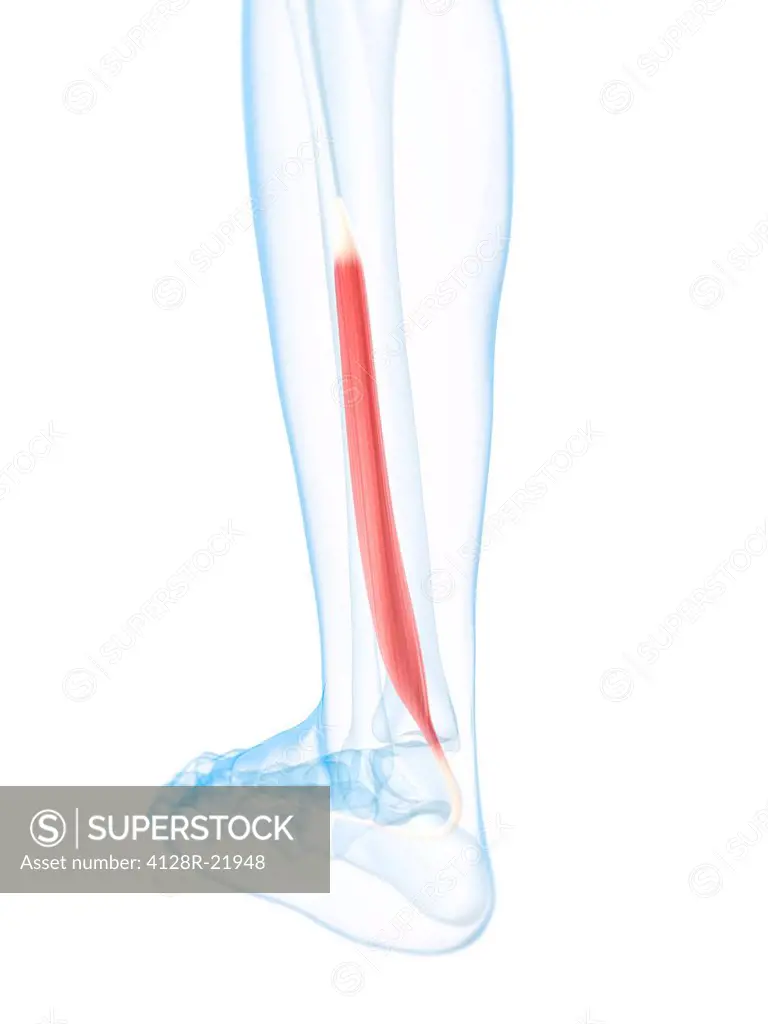 Lower leg muscle. Computer artwork of the flexor hallucis muscle of the lower leg.