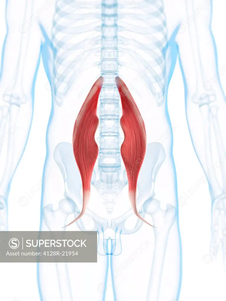 Hip muscles. Computer artwork of the psoas major muscles.