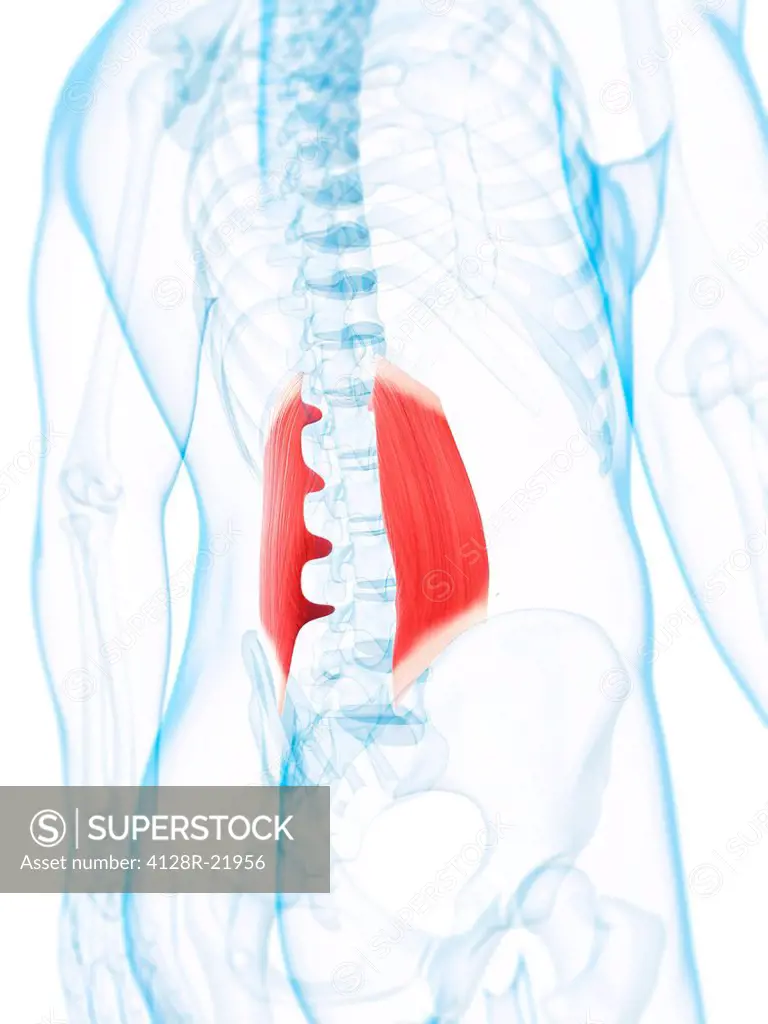 Lower back muscles. Computer artwork of the quadratus lumborum muscles.