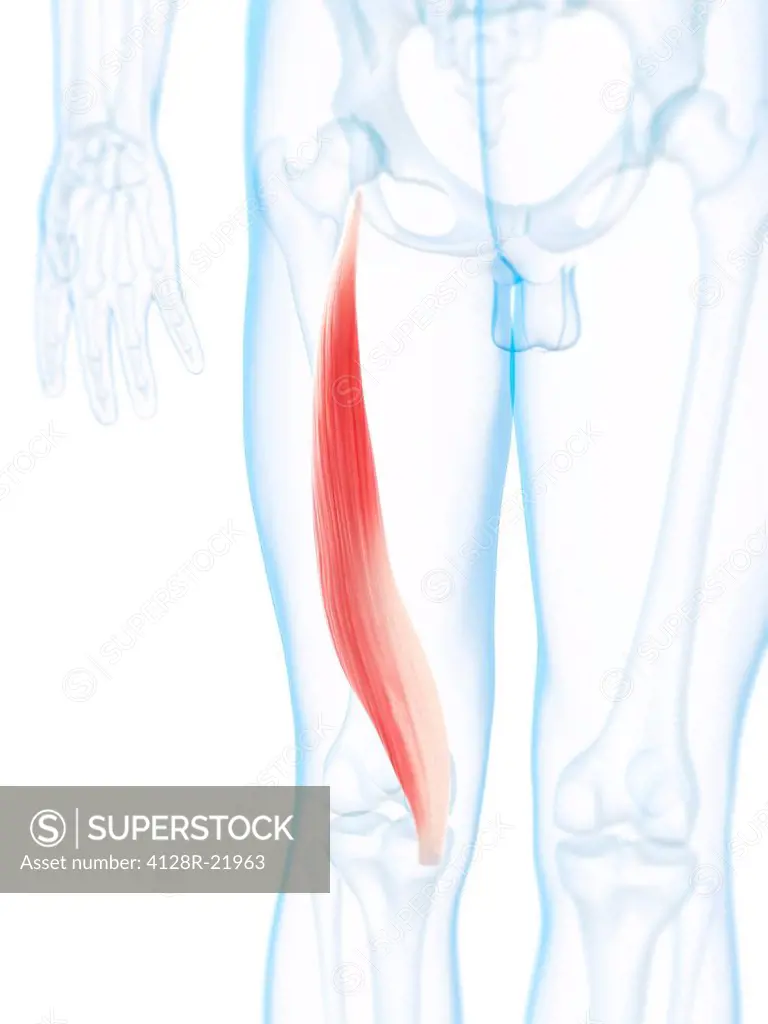 Thigh muscle. Computer artwork of the semimembranosus muscle.