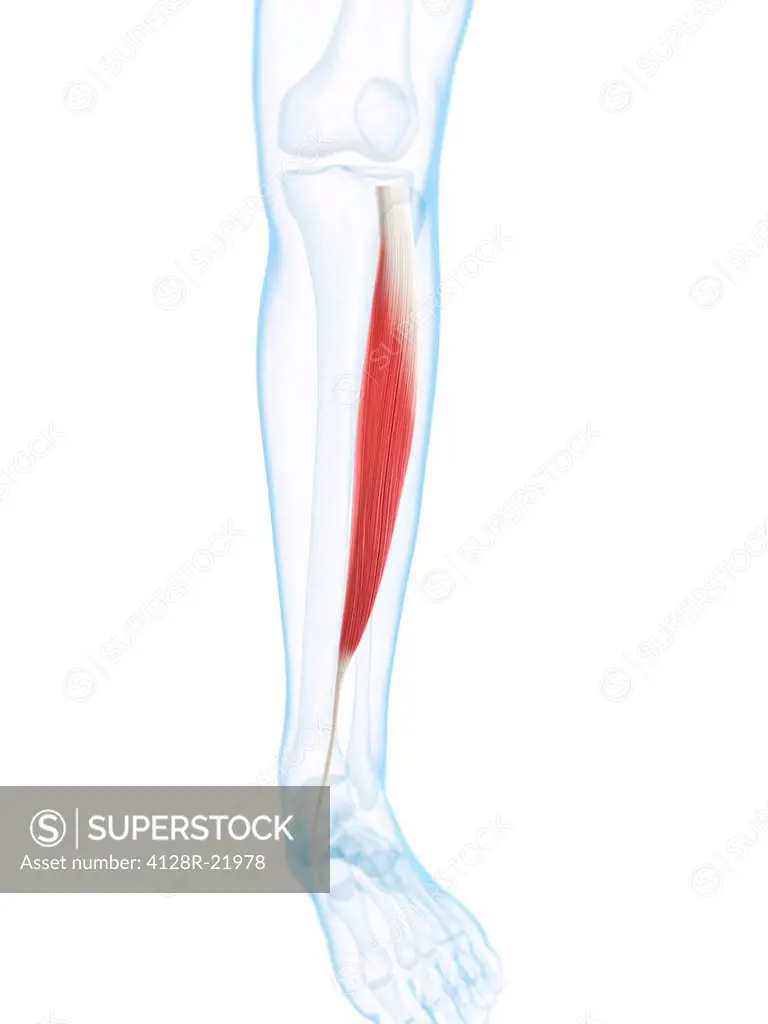 Lower leg muscle. Computer artwork of the tibialis anterior muscle of the lower leg.