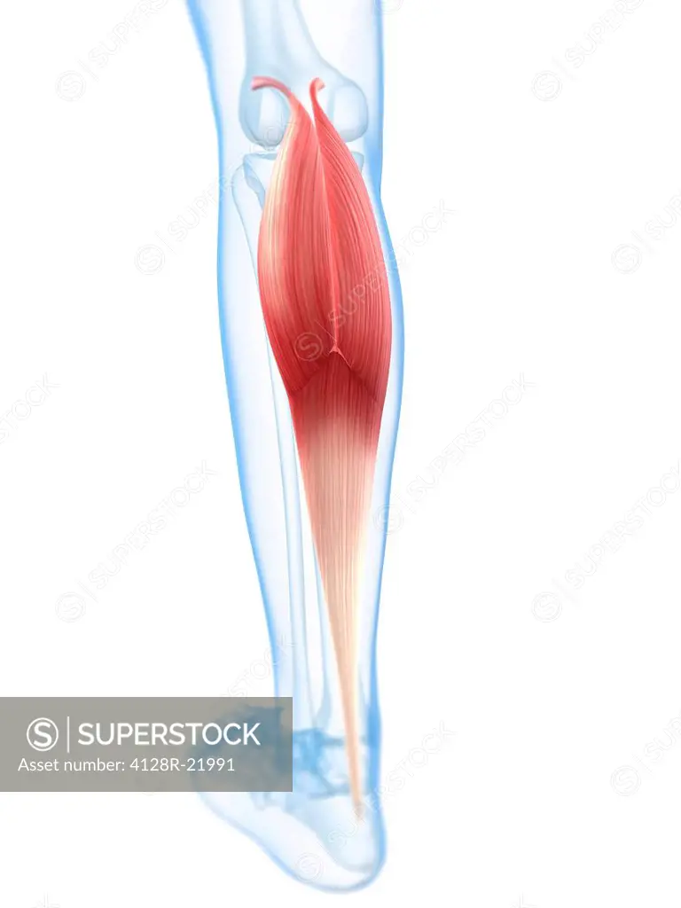 Lower leg muscle. Computer artwork of the gastrocnemius muscle of the lower leg.