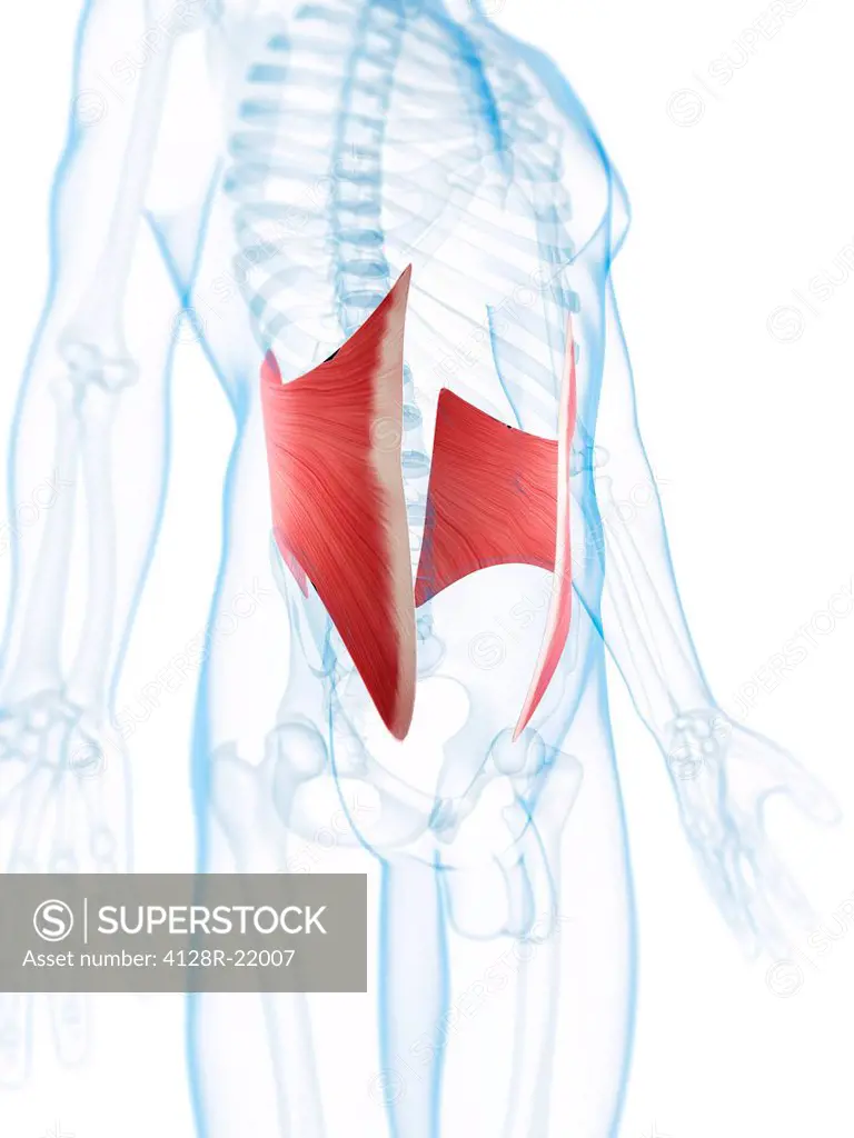 Abdominal muscles. Computer artwork of the internal oblique muscles.