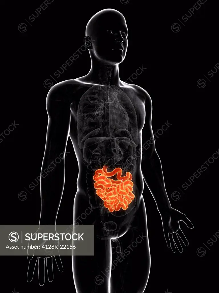 Healthy small intestine, computer artwork.