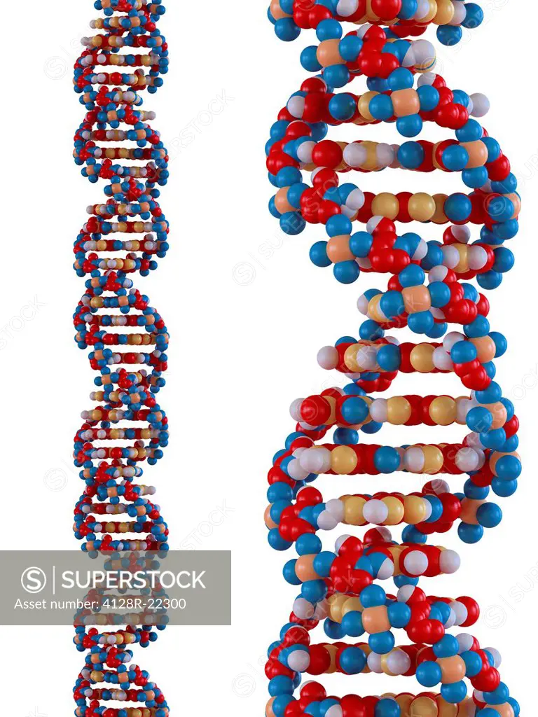 DNA molecules, computer artwork.