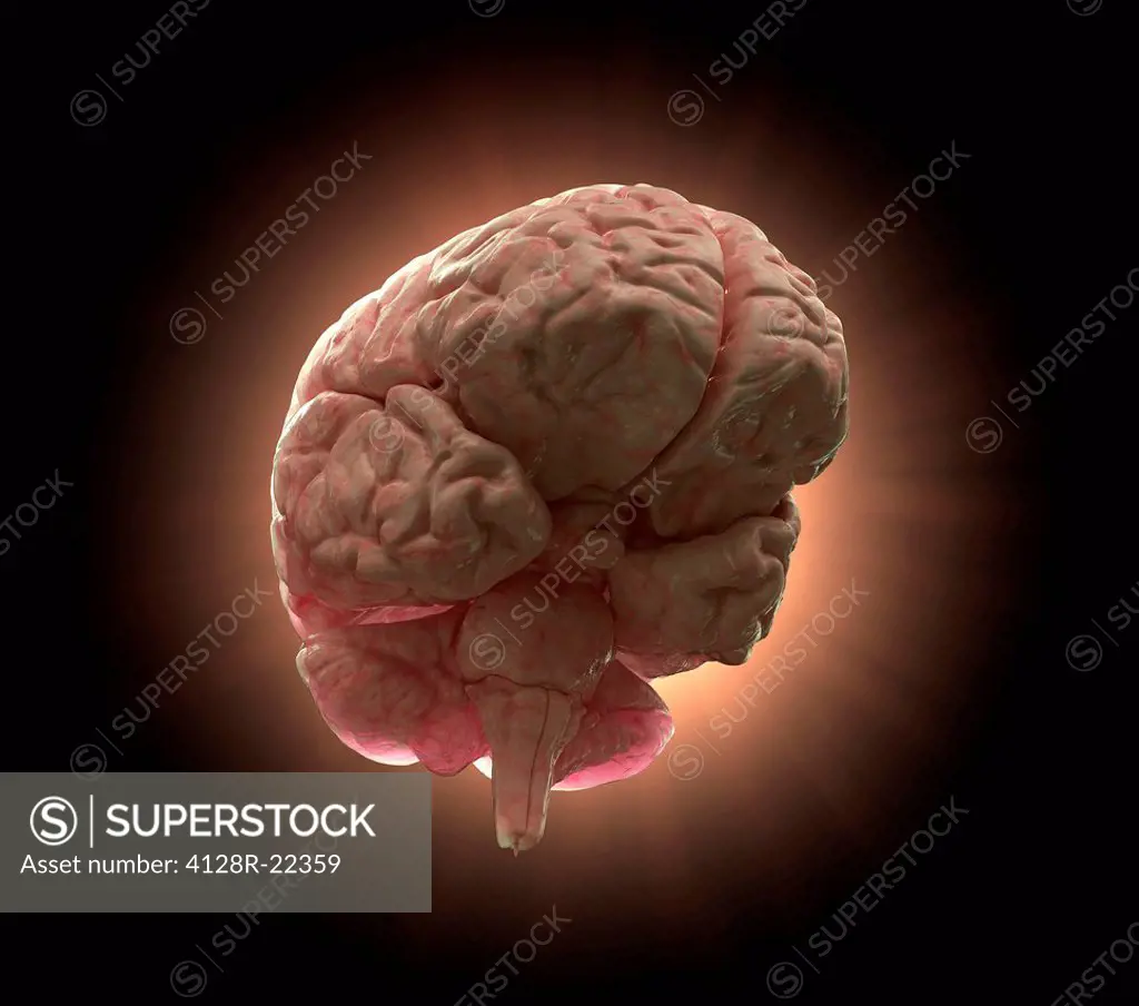 Human brain, computer artwork.