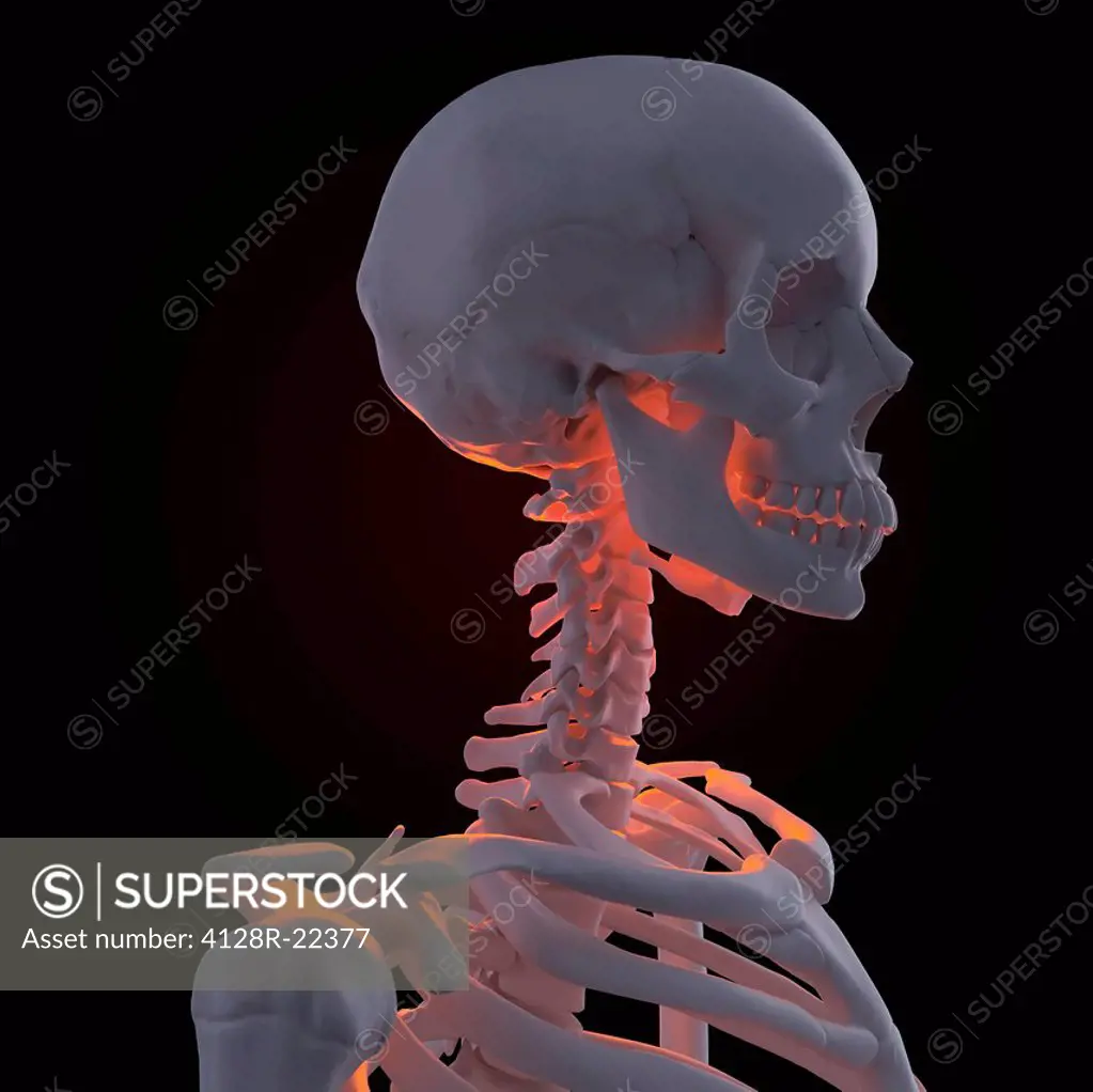 Skeleton, computer artwork.