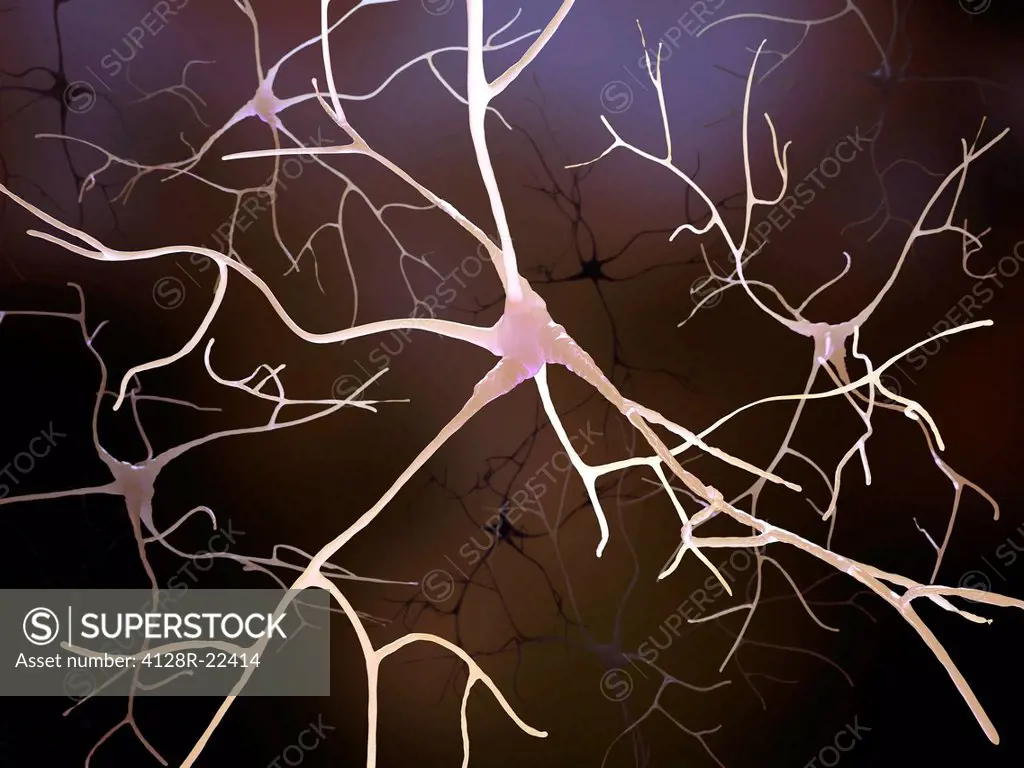 Nerve cells, computer artwork.