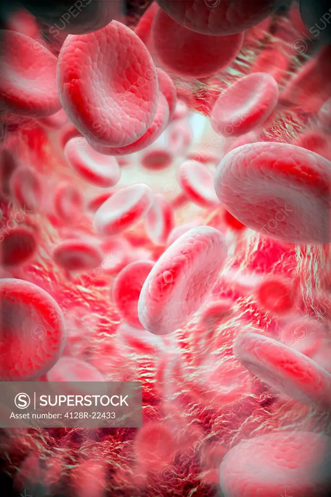 Red blood cells. Computer artwork of red blood cells inside a blood vessel.
