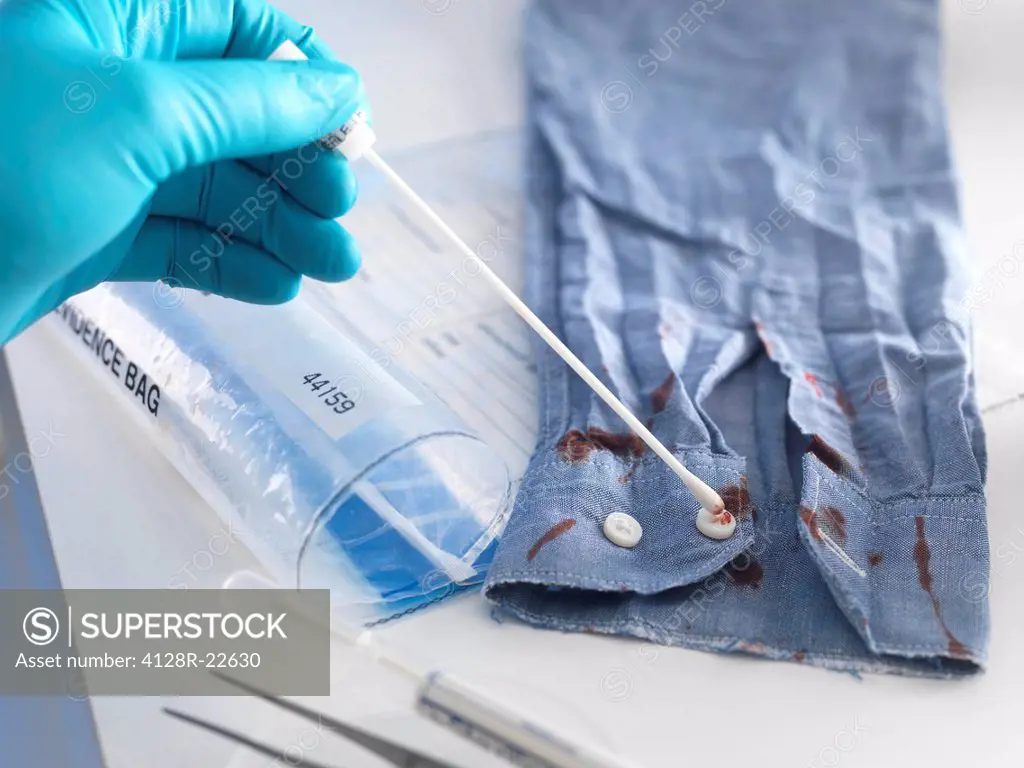 MODEL RELEASED. Forensic evidence. Forensic scientist taking a swab from a blood_stained shirt.