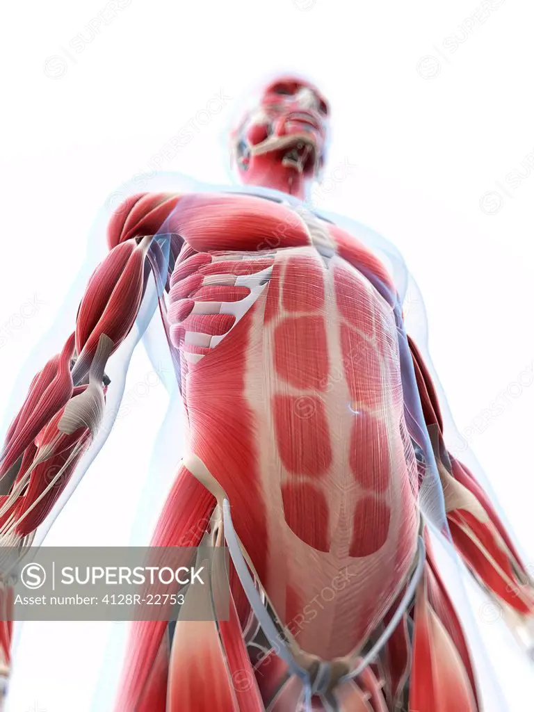 Male musculature, computer artwork.