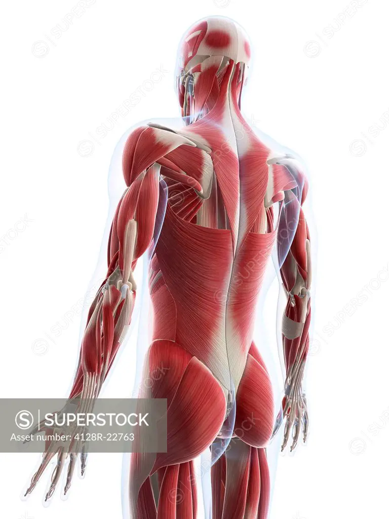 Male musculature, computer artwork.