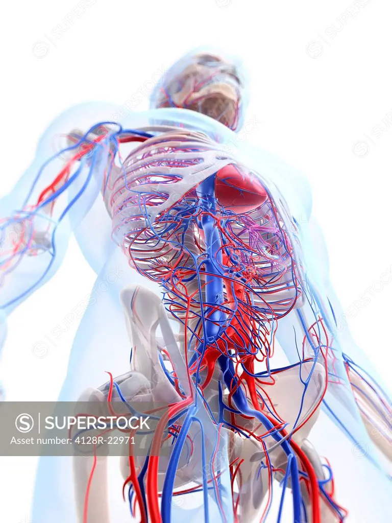 Male vascular system, computer artwork.