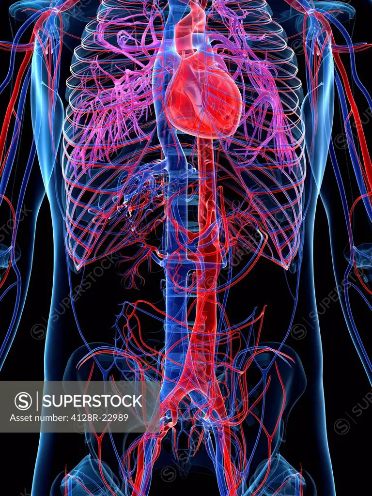 Male cardiovascular system, computer artwork.