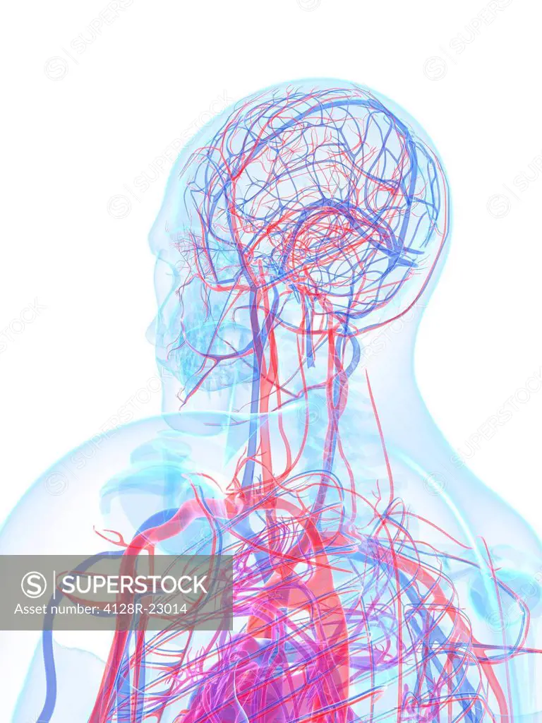 Male cardiovascular system, computer artwork.