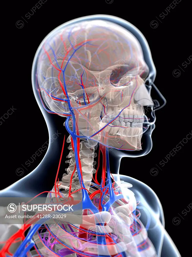 Male vascular system, computer artwork.
