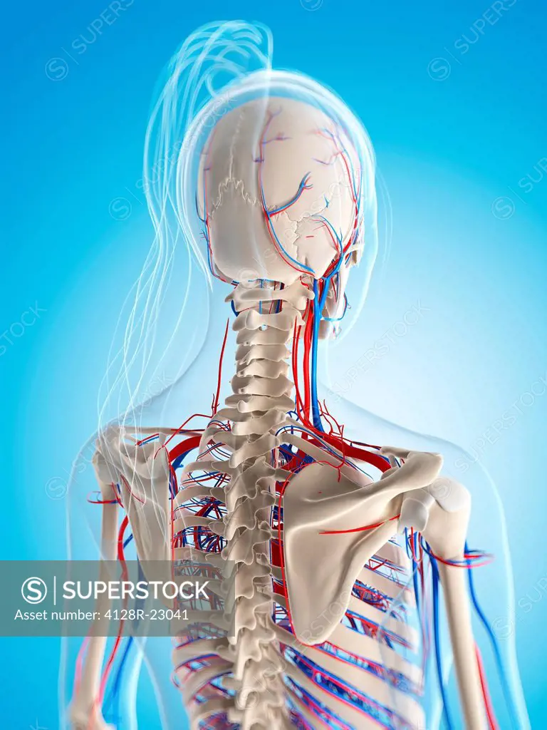 Female vascular system, computer artwork.