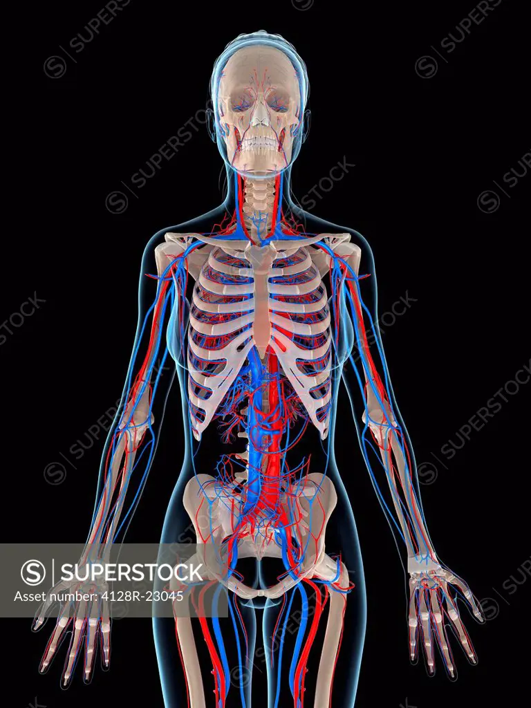 Female vascular system, computer artwork.