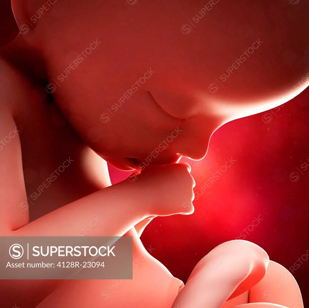 Foetus at 21 weeks, computer artwork.