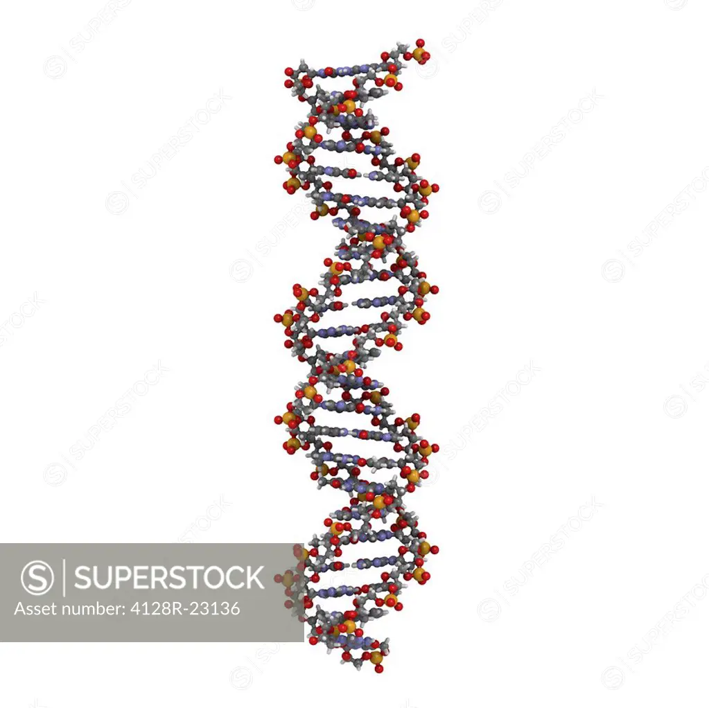 DNA deoxyribonucleic acid, molecular model.