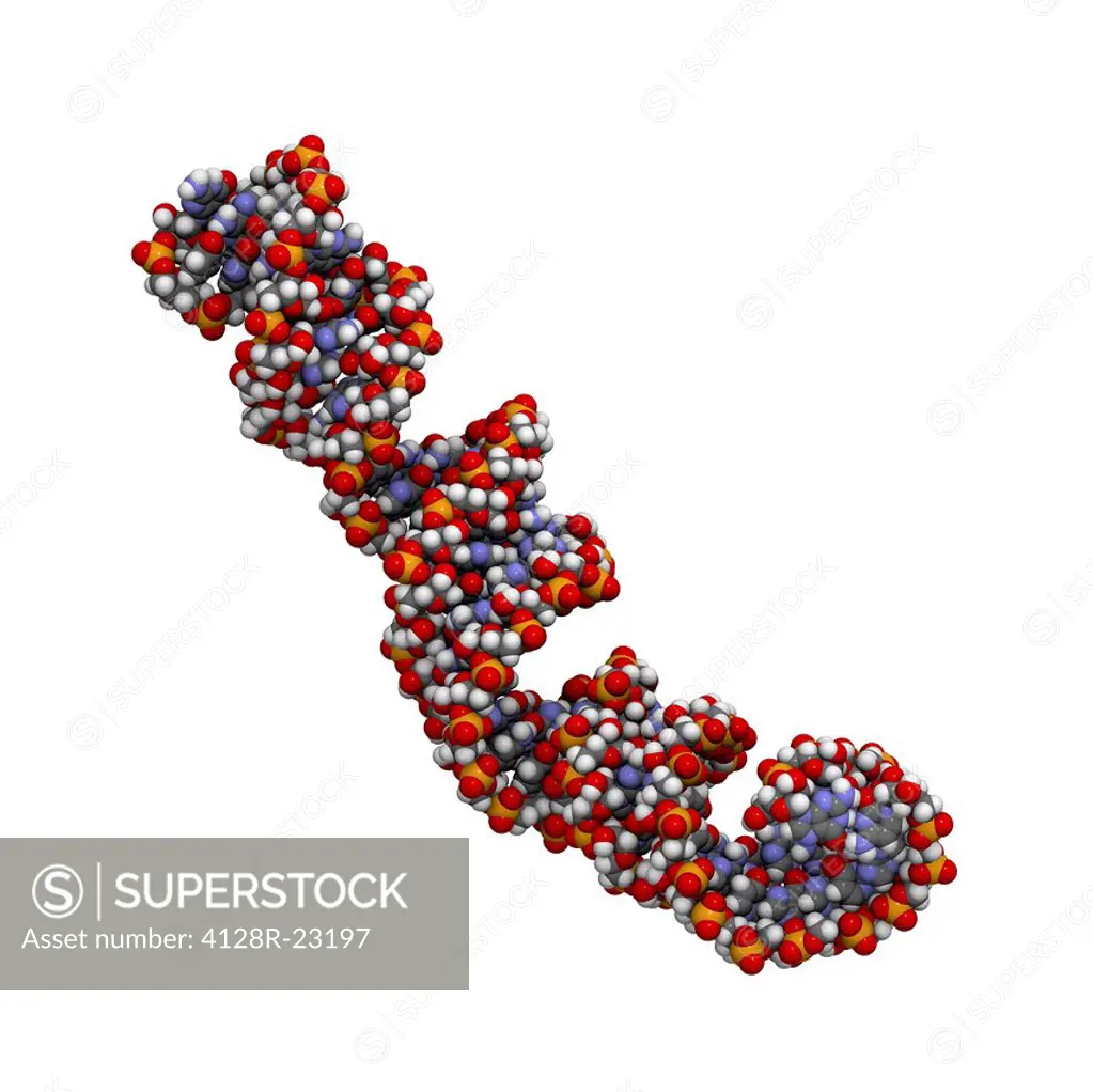 MicroRNA miRNA precursor, molecular model. This miRNA micro ribonucleic acid precursor will be further processed into an even shorter mature miRNA oli...