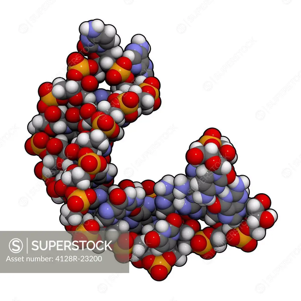 MicroRNA miRNA, molecular model. This miRNA micro ribonucleic acid oligonucleotide regulates the expression of a target gene. The miRNA shown here is ...