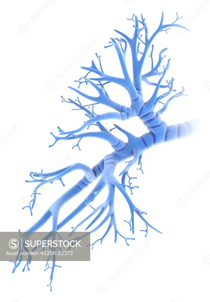 Bronchial tree, computer artwork. The human bronchial tree is the network of airways serving both lungs. Shown here is only the left bronchi. Further ...