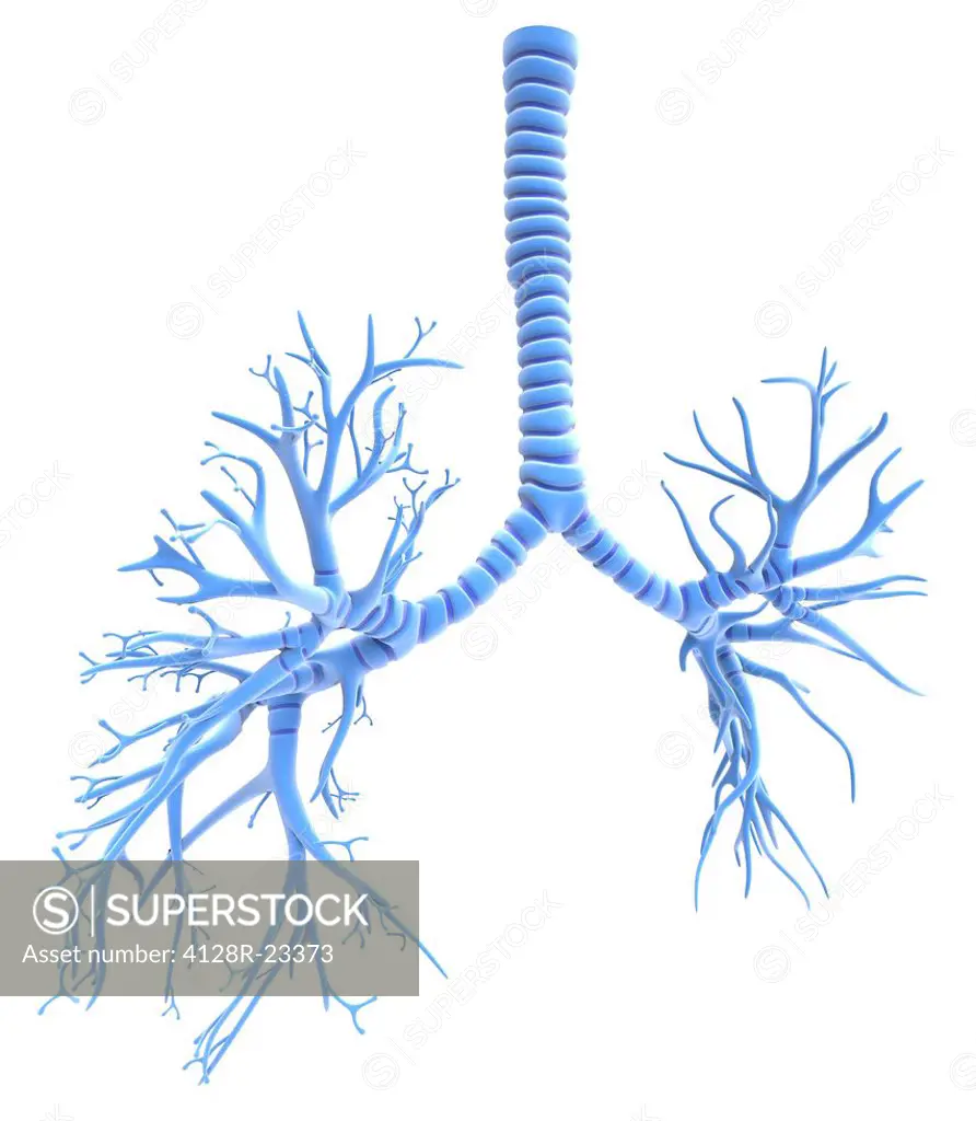 Bronchial tree, computer artwork. The human bronchial tree is the network of airways serving both lungs. The trunk of the tree is the trachea windpipe...