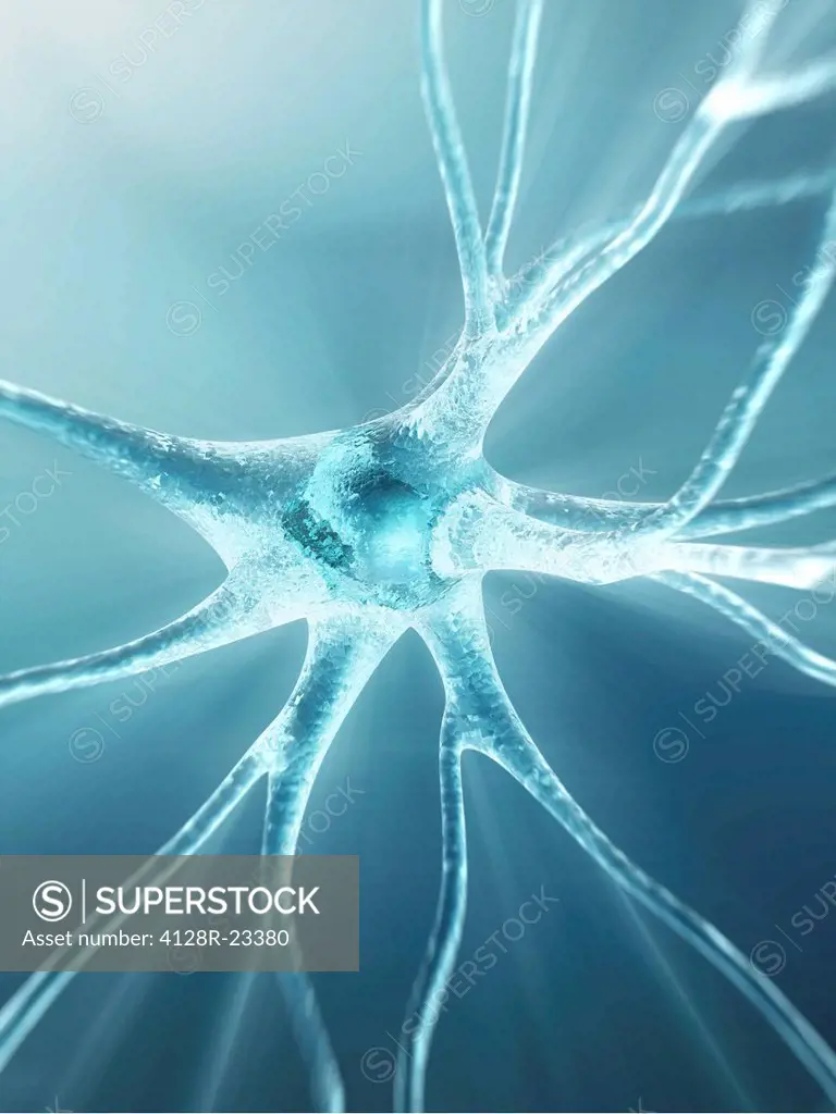 Computer artwork of a nerve cell, also called a neuron. Neurons are responsible for passing information around the central nervous system CNS and from...