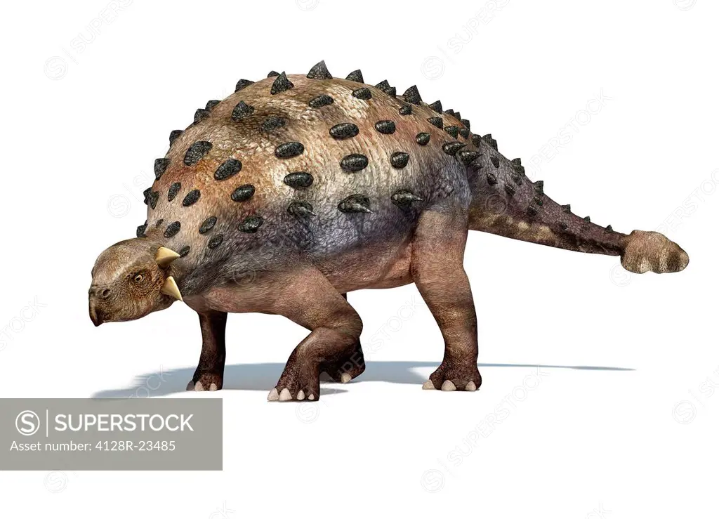 Ankylosaur, computer artwork. This heavily_armoured dinosaur lived in the early Mesozoic era, in the Jurassic and Cretaceous periods, between about 12...