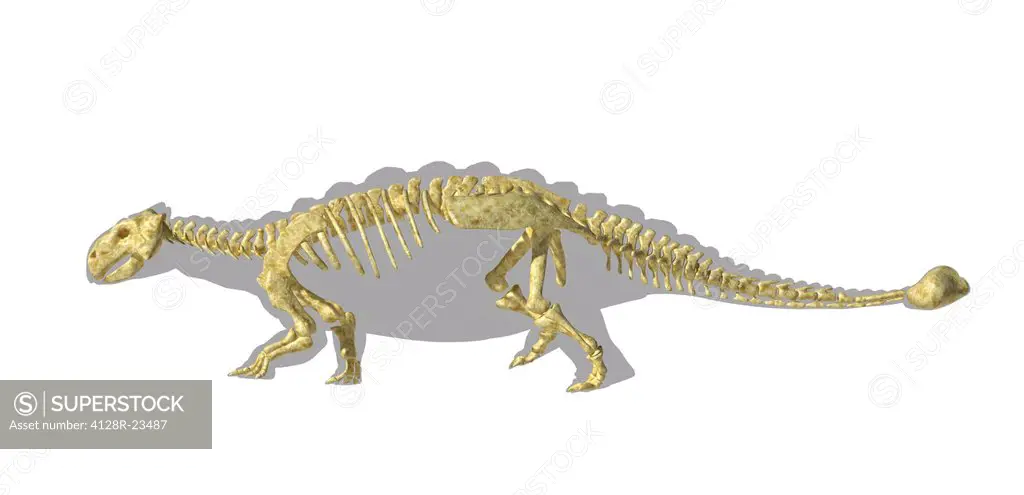 Ankylosaur skeleton, computer artwork. This heavily_armoured dinosaur lived in the early Mesozoic era, in the Jurassic and Cretaceous periods, between...