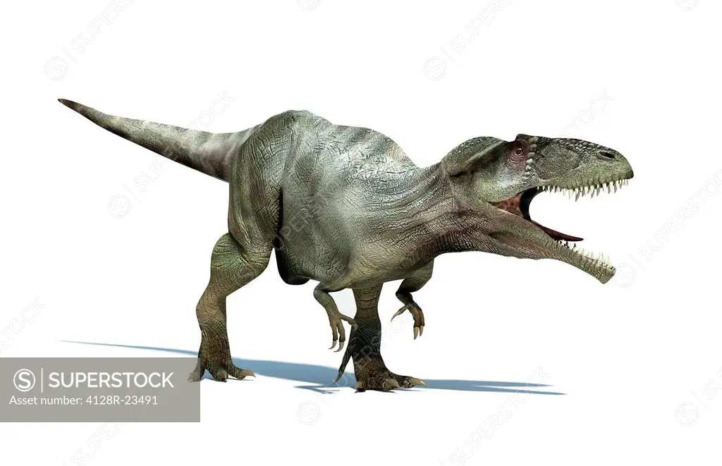 Giganotosaurus dinosaur, artwork. This dinosaur was one of the largest predatory dinosaurs, living around 110_100 million years ago in the Cretaceous ...